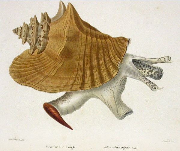 Lobatus gigas Gastropoda Stromboidea Species Lobatus Gigas