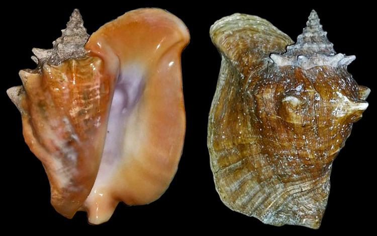Lobatus gigas Gastropoda Stromboidea People Heiko Laertz