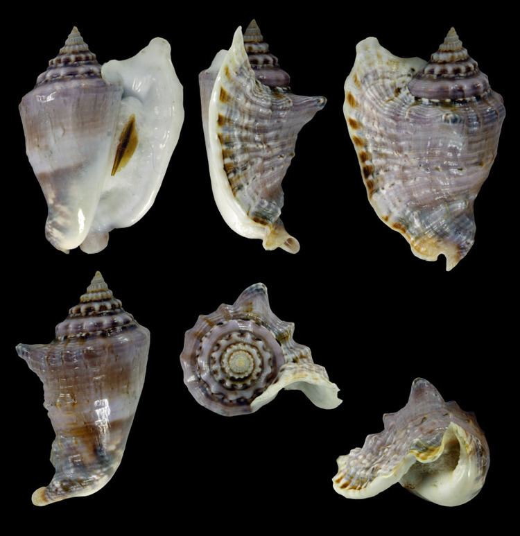 Lobatus raninus Gastropoda Stromboidea Species Lobatus Raninus