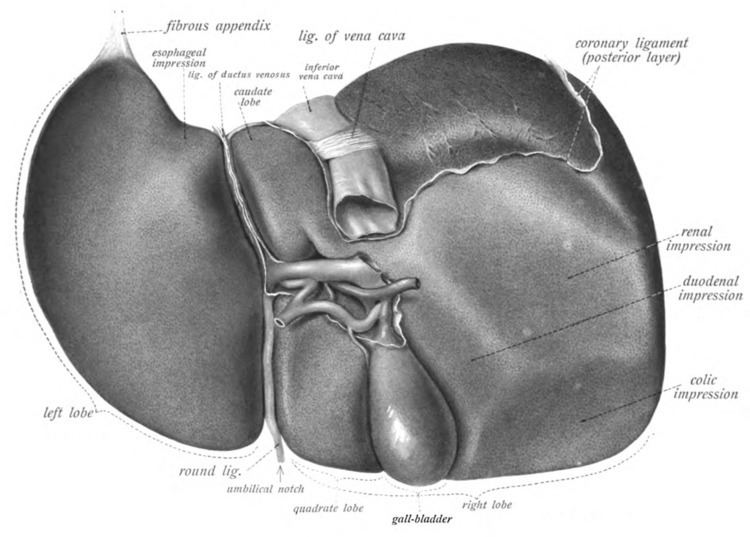 Lobe (anatomy)