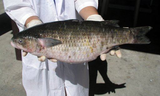 Lobed river mullet President39s fish39 facing extinction in Philippines