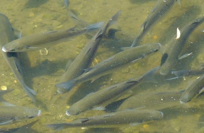 Lobed river mullet Emsworth Wildlife Diary