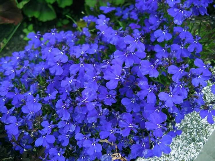 Lobelia The Numerous Health Benefits of Lobelia