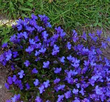 Lobelia Explore Cornell Home Gardening Flower Growing Guides Growing Guide