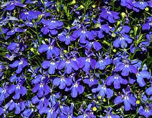 Lobelia httpsuploadwikimediaorgwikipediacommonsthu