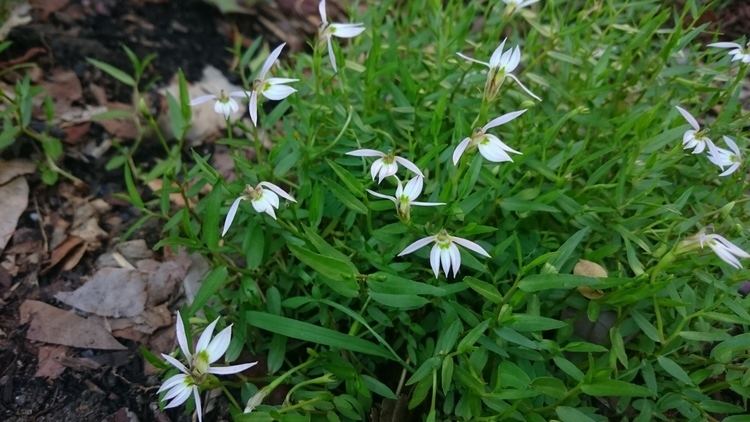 Lobelia chinensis Lobelia chinensis Images Useful Tropical Plants