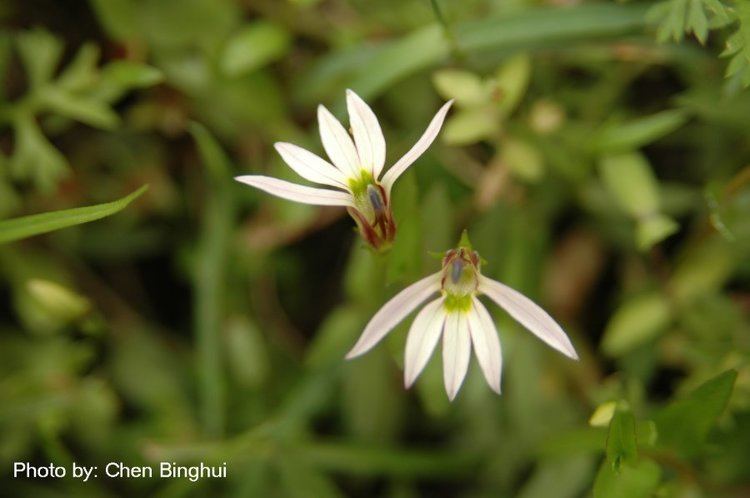 Lobelia chinensis Lobelia chinensis wwweflorasorg