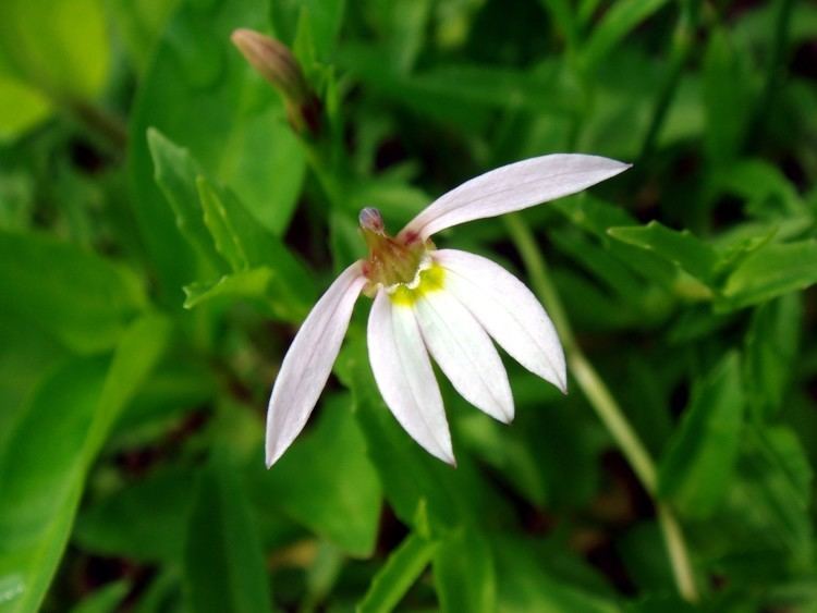 Lobelia chinensis flowerslacoocanjpCampanulaceaeLobelia20chine