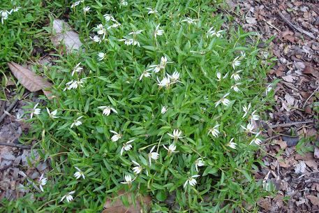 Lobelia chinensis Lobelia chinensis