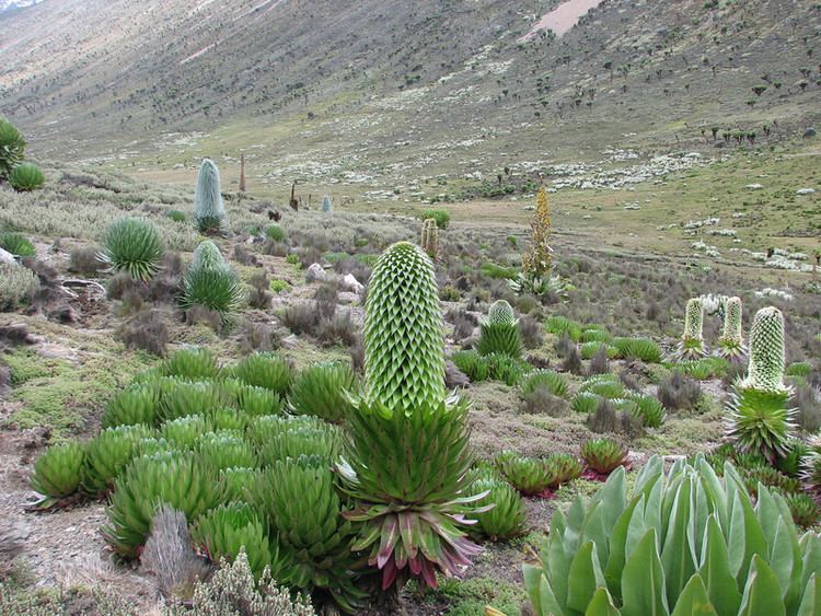 Lobelia deckenii Kenya Marijn