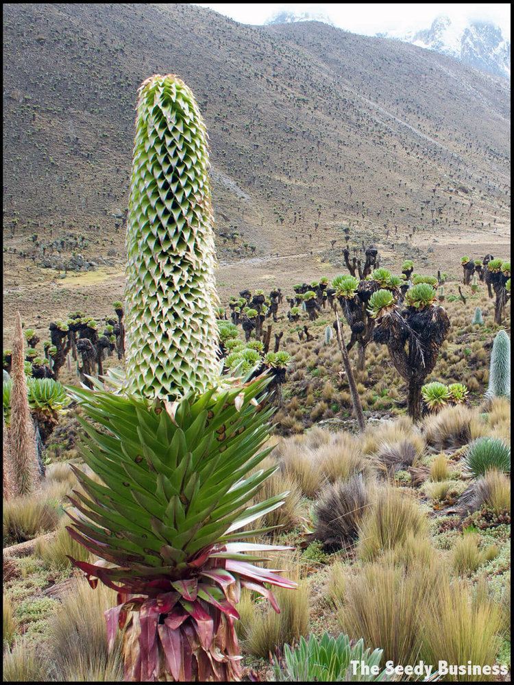 Lobelia deckenii Lobelia deckenii The Seedy Business