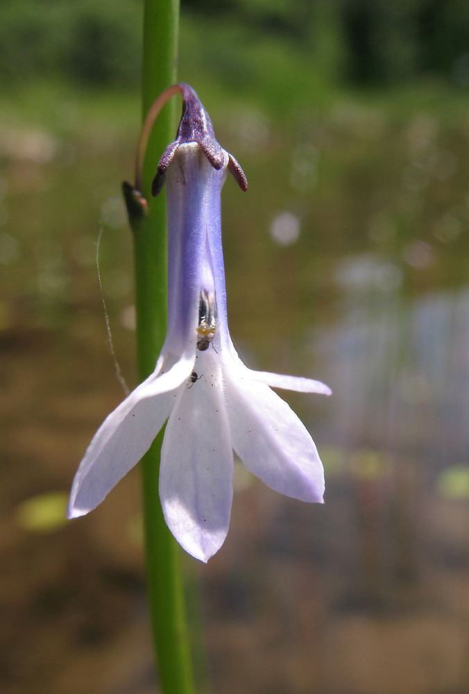 Lobelia dortmanna Lobelia dortmanna water lobelia Go Botany