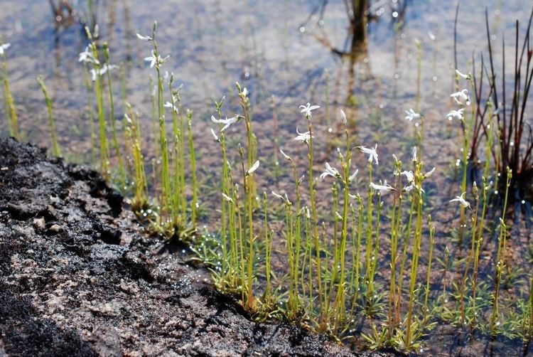 Lobelia dortmanna Water lobelia Lobelia dortmanna Biodiversity of the Central Coast