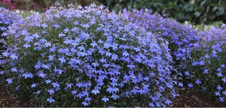 Lobelia Lobelia Annual Costa Farms