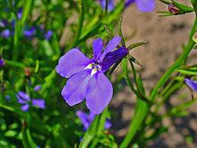 Lobelia erinus httpsuploadwikimediaorgwikipediacommonsthu