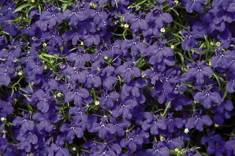 Lobelia erinus Lobelia erinus Blue Palace Annual Benary