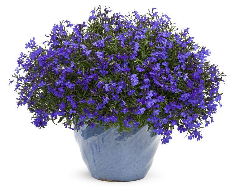 Lobelia erinus Lucia Dark Blue Lobelia erinus Proven Winners