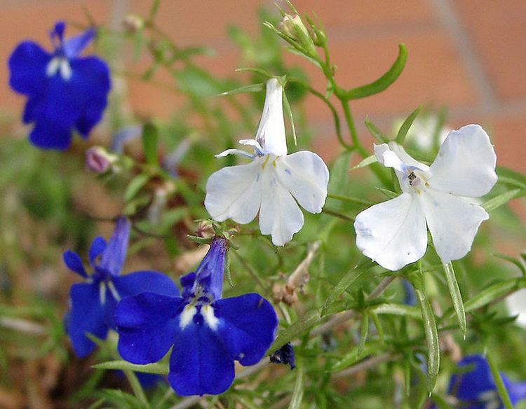 Lobelia erinus Lobelia erinus Hortipedia