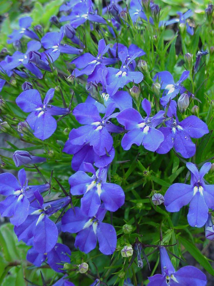 Lobelia erinus Lobelia erinus Plantinfo EVERYTHING and ANYTHING about plants in SA