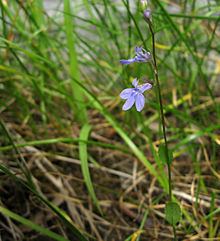 Lobelia gattingeri httpsuploadwikimediaorgwikipediacommonsthu