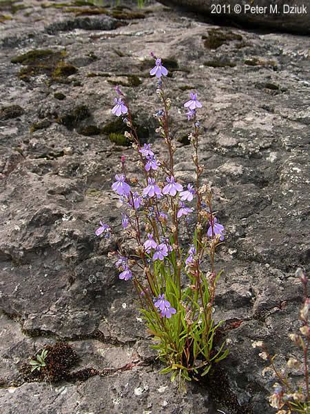 Lobelia kalmii Lobelia kalmii Kalm39s Lobelia Minnesota Wildflowers