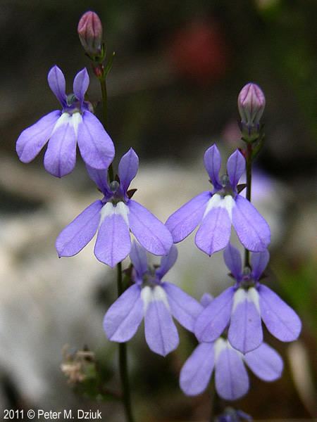 Lobelia kalmii Lobelia kalmii Kalm39s Lobelia Minnesota Wildflowers