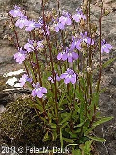 Lobelia kalmii wwwminnesotawildflowersinfoudatar9ndp23qpdlo