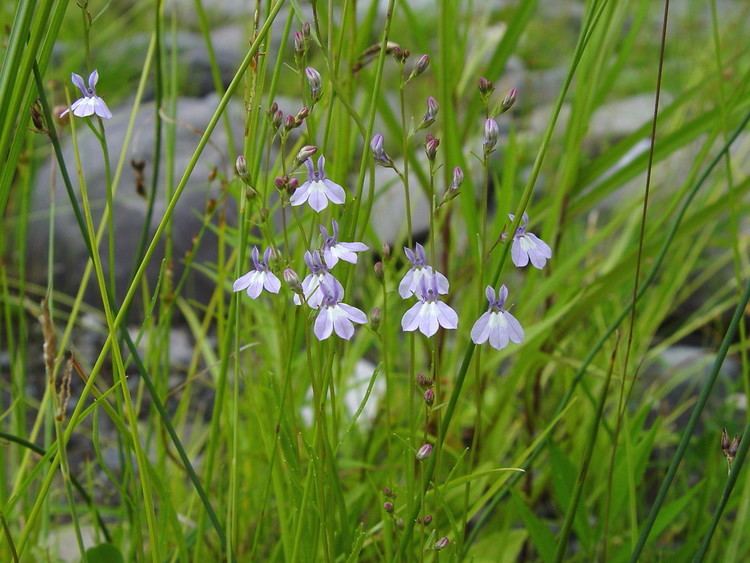 Lobelia kalmii Lobelia kalmii brook lobelia Go Botany