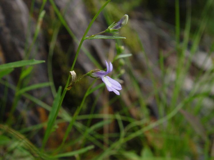 Lobelia kalmii Lobelia kalmii brook lobelia Go Botany