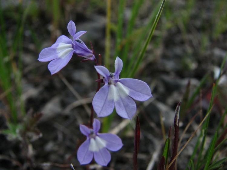 Lobelia kalmii 200808051508122 Brook Lobelia aka Ontario Lobelia Lobelia kalmii