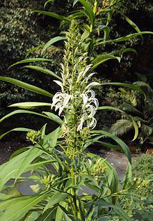 Lobelia nicotianifolia httpsuploadwikimediaorgwikipediacommonsthu