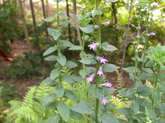 Lobelia puberula Plants North Carolina Native Plant Society