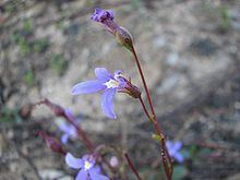 Lobelia rhombifolia httpsuploadwikimediaorgwikipediacommonsthu