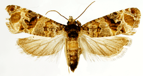 Lobesia The European Grapevine Moth Lobesia Botrana Lessons TES Teach