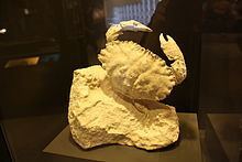 Lobocarcinus sismondai httpsuploadwikimediaorgwikipediacommonsthu