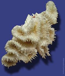 Lobophyllia corymbosa httpsuploadwikimediaorgwikipediacommonsthu