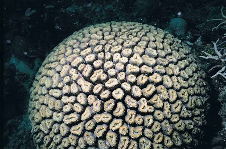 Lobophyllia corymbosa Lobophyllia corymbosa Corals of the World Photos maps and