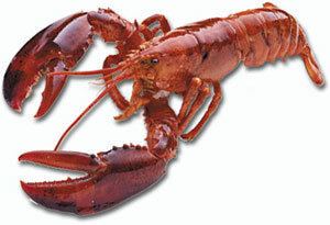 Lobster American Lobster Greater Atlantic Regional Fisheries Office