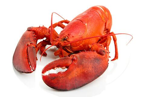 Lobster Live Maine Lobster for Sale Online Overnight Delivery Maine