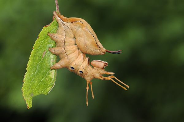 Lobster moth Malcolm Schuyl Wildlife Photography Caterpillar of The Lobster Moth