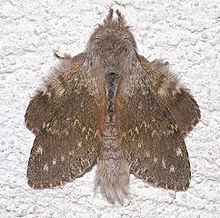 Lobster moth httpsuploadwikimediaorgwikipediacommonsthu