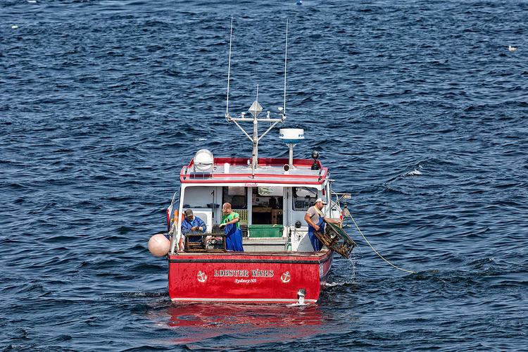 Lobster Wars Lobster Wars Photograph by Michel Soucy