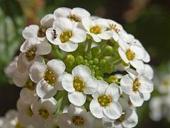 Lobularia maritima httpsuploadwikimediaorgwikipediacommonsthu