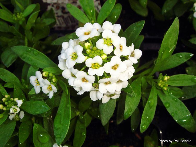 Lobularia maritima TERRAIN Taranaki Educational Resource Research Analysis