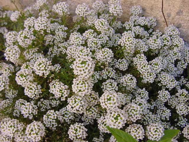 Lobularia maritima Lobularia maritima Wikipedia