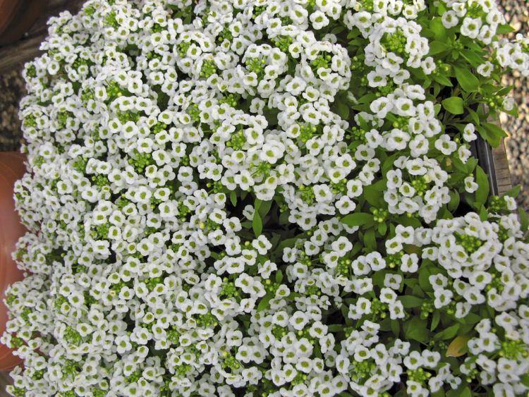 Lobularia maritima Lobularia maritima Giga White Annual Benary