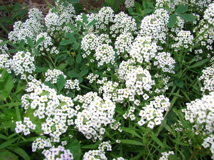 Lobularia maritima FileStarr 0703025064 Lobularia maritimajpg Wikimedia Commons