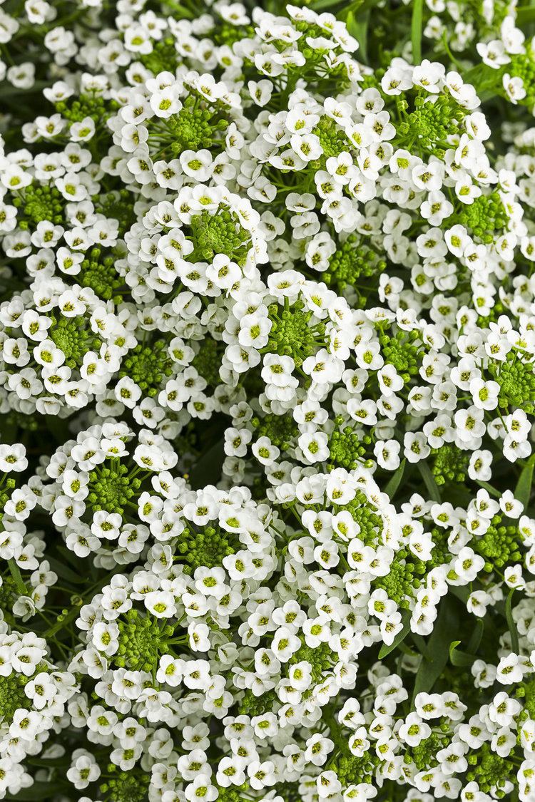 Lobularia (plant) White Knight Sweet Alyssum Lobularia hybrid Proven Winners