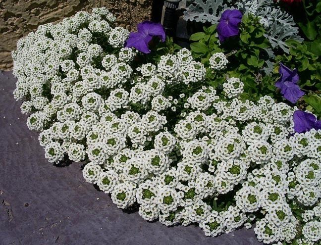 Lobularia (plant) Lobulariamaritimawhitejpg