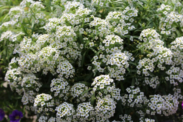 Lobularia (plant) LOBULARIA